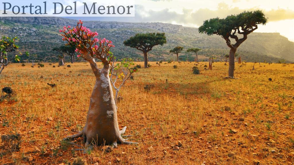Isla de Socotra, Yemen